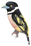 Black-and-yellow Broadbill Illustration