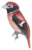 Visayan Broadbill Illustration