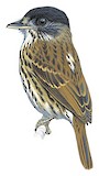 African Broadbill Illustration