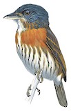 Grey-headed Broadbill Illustration