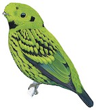 Whitehead's Broadbill Illustration