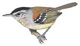 Chestnut-shouldered Antwren Illustration