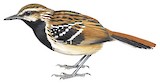 Stripe-backed Antbird Illustration