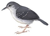 Yapacana Antbird Illustration