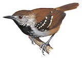 Grey-bellied Antbird Illustration