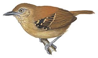 Epinecrophylla haematonota haematonota