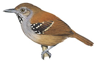 Epinecrophylla haematonota haematonota