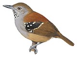 Rufous-backed Stipplethroat Illustration