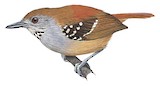 Rufous-tailed Stipplethroat Illustration