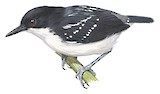 Black-and-white Antbird Illustration