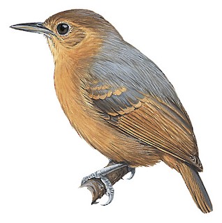 Myrmotherula schisticolor sanctaemartae