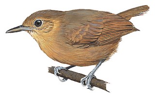 Myrmotherula schisticolor schisticolor