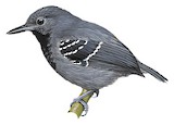 Slaty Antwren Illustration