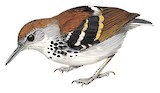 Banded Antbird Illustration