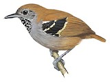 Star-throated Antwren Illustration