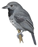 Saturnine Antshrike Illustration