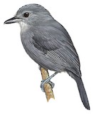 Cinereous Antshrike Illustration