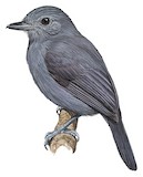 Bluish-slate Antshrike Illustration