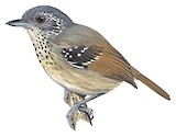 Spot-breasted Antvireo Illustration