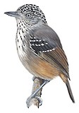 Spot-crowned Antvireo Illustration