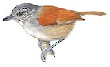 Rufous-backed Antvireo Illustration