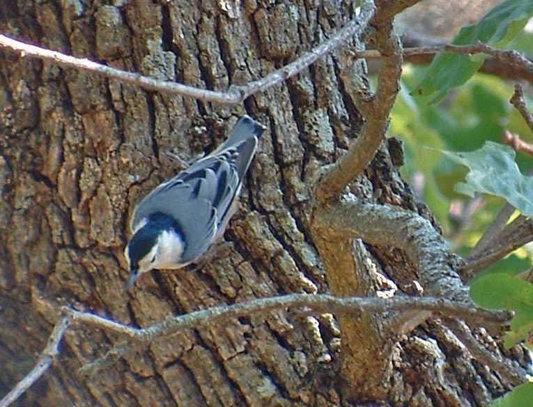 White-breasted Nuthatch (Eastern) - Martin Reid