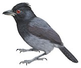 Black-throated Antshrike Illustration