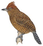 Fulvous Antshrike Illustration