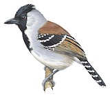 Silvery-cheeked Antshrike Illustration