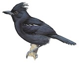 Glossy Antshrike Illustration