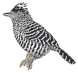 Barred Antshrike Illustration