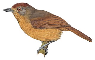 Thamnophilus ruficapillus jaczewskii