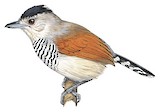 Rufous-winged Antshrike Illustration