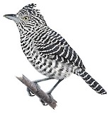 Bar-crested Antshrike Illustration