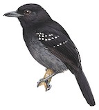 Black-hooded Antshrike Illustration