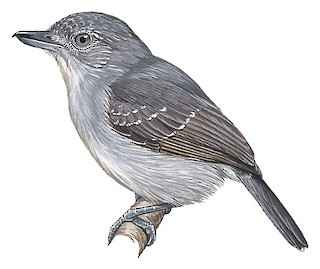 Thamnophilus murinus canipennis