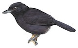 Black Antshrike Illustration