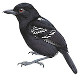 Castelnau's Antshrike Illustration