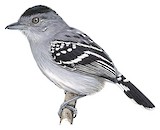 Bolivian Slaty Antshrike Illustration