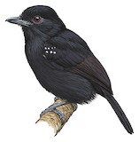 White-shouldered Antshrike Illustration