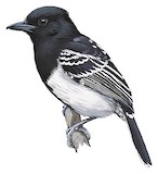 Black-backed Antshrike Illustration