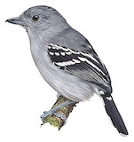 Amazonian Antshrike Illustration