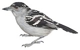 Streak-backed Antshrike Illustration