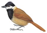 White-bearded Antshrike Illustration