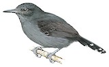 Grey Antbird Illustration