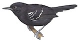 Bananal Antbird Illustration