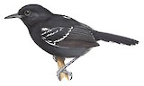 Rio Branco Antbird Illustration