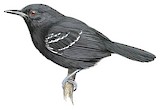 Black Antbird Illustration