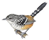 Striated Antbird Illustration