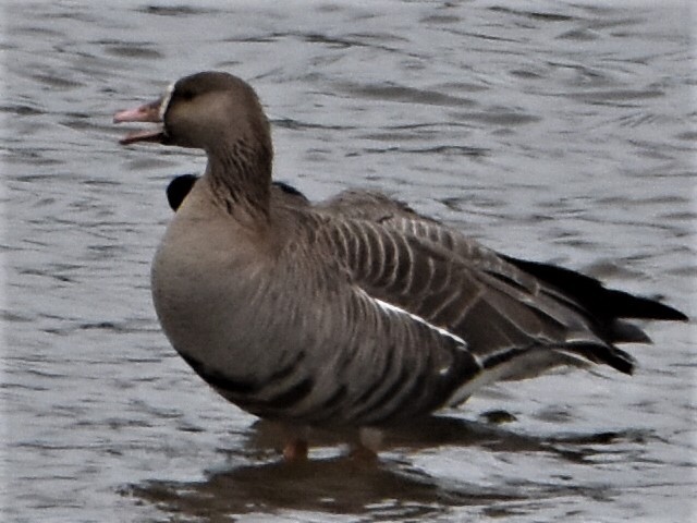 Greater White-fronted Goose - Ron Allmand